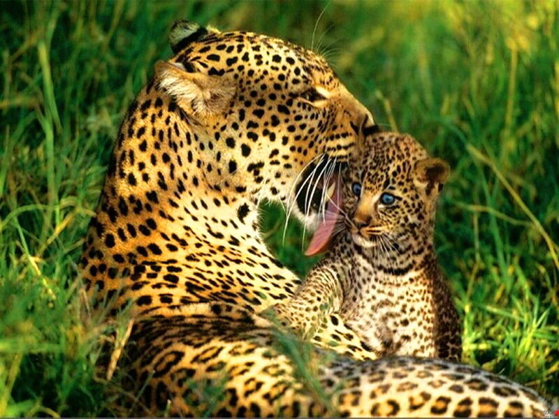 Leopard Mother Grooming Cub — Green