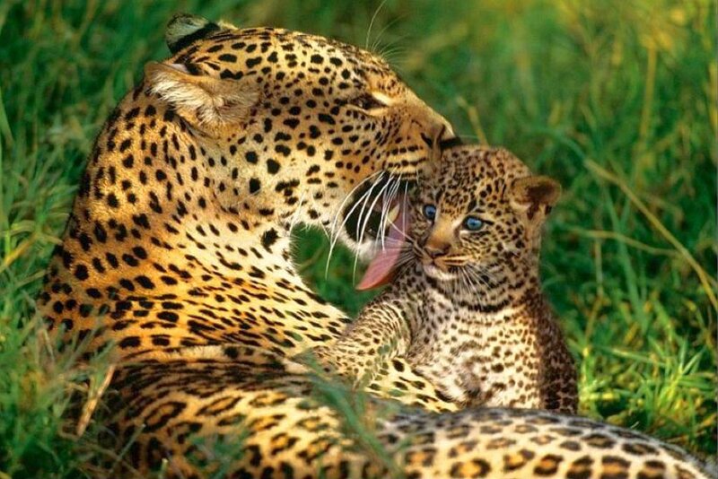 Leopard mother grooming cub