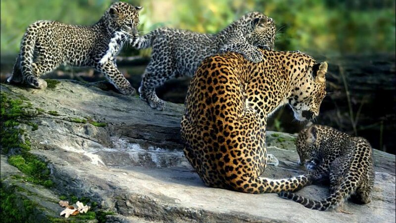 Leopard Mother with Cubs — Brown, Natural