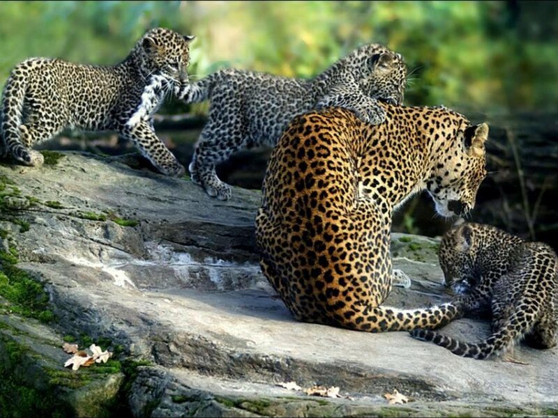 Leopard Mother with Cubs — Brown