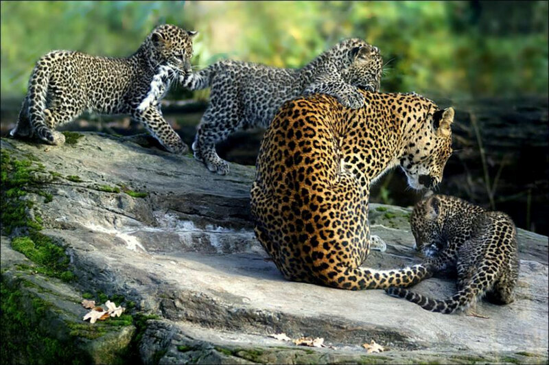 Leopard mother with cubs