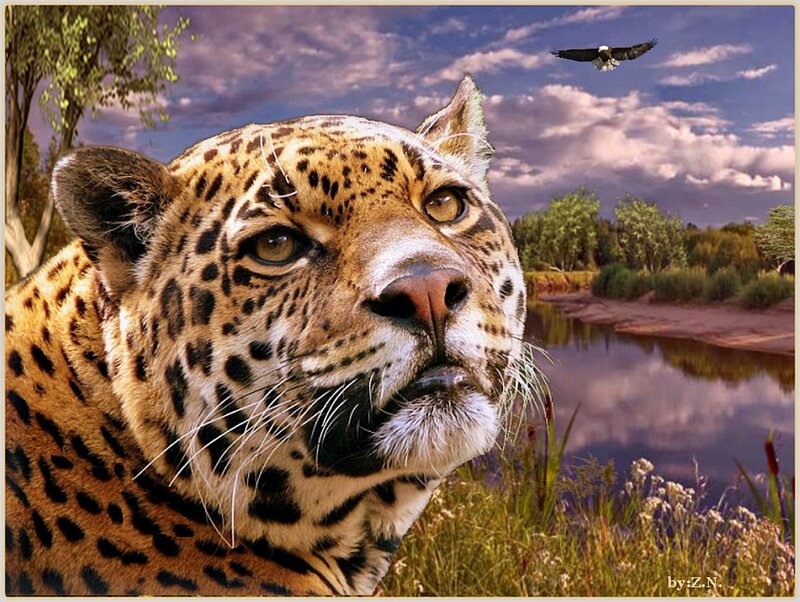 Leopard Near River — Brown