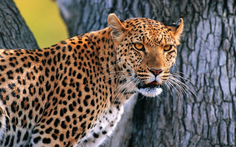 Leopard Near Tree — Brown
