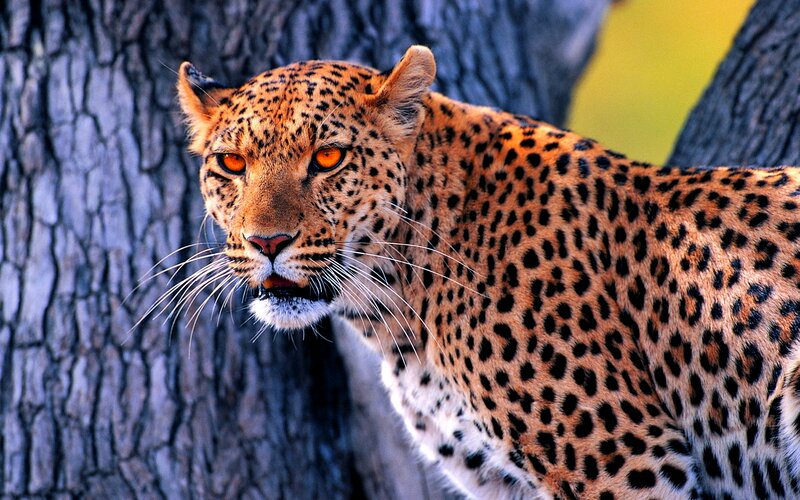 Leopard Near Tree