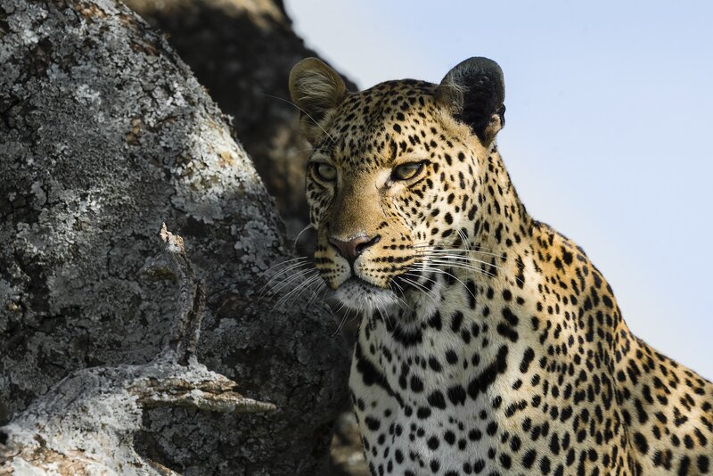 Leopard near tree trunk