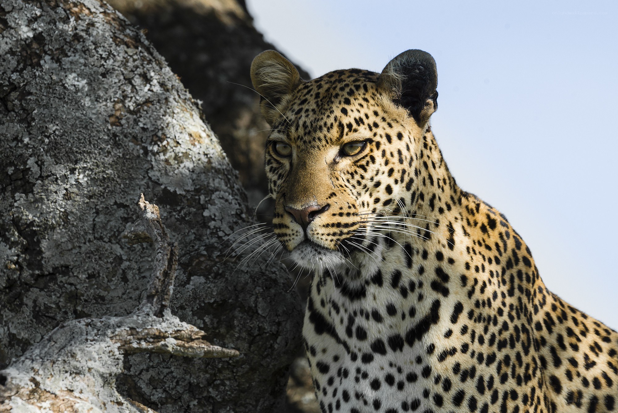Leopard near tree trunk
