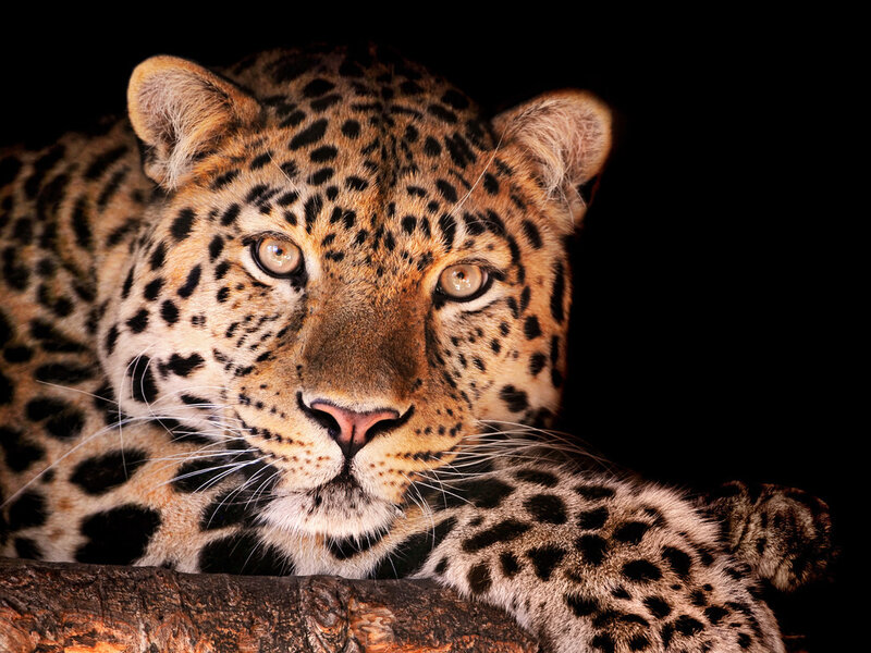 Leopard on a Branch