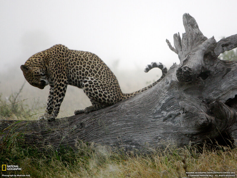 Leopard on a fallen log