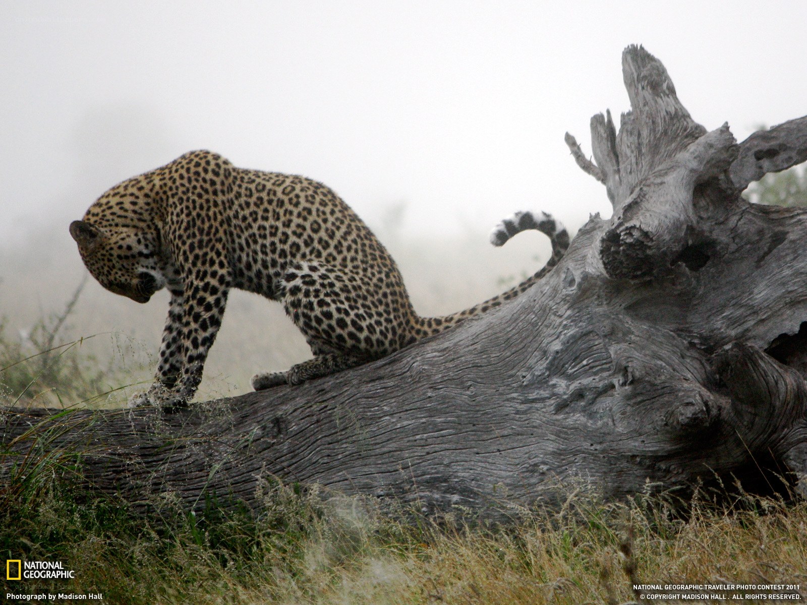 Leopard on a fallen log