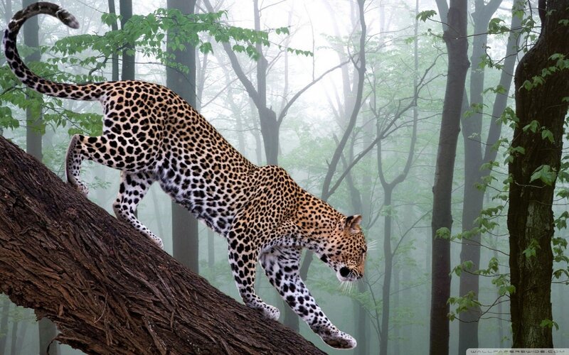 Leopard on a fallen tree