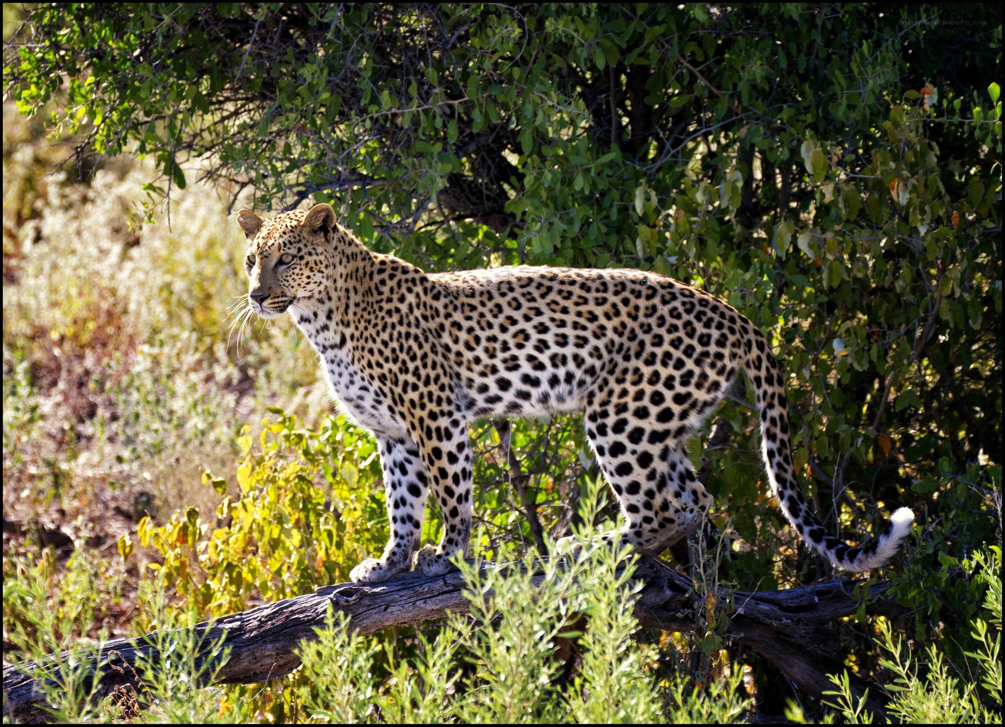 Leopard on a fallen tree