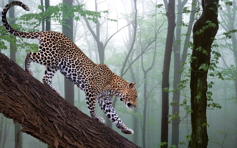 Leopard on a fallen tree