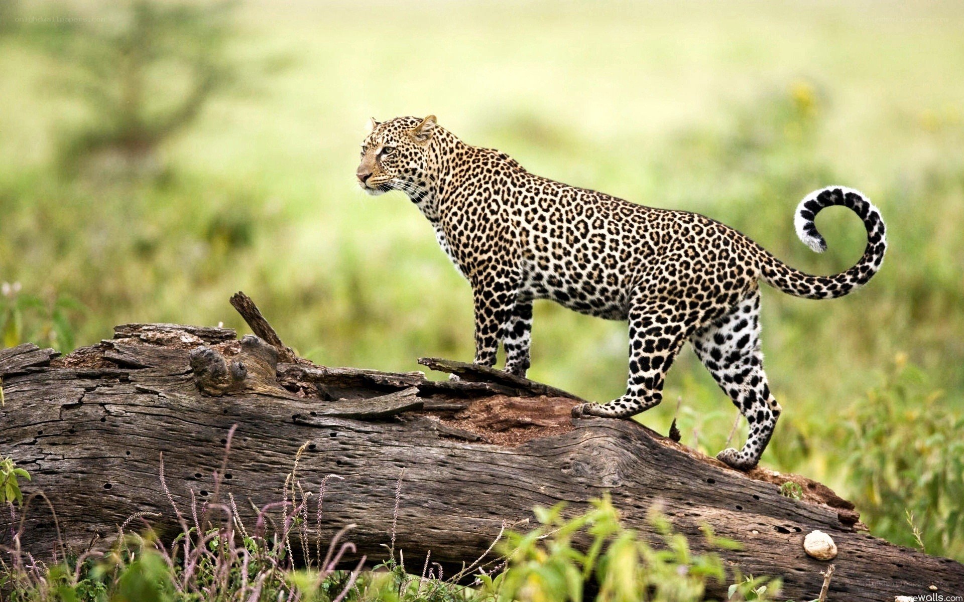 Leopard on a log