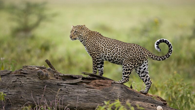 Leopard on a log