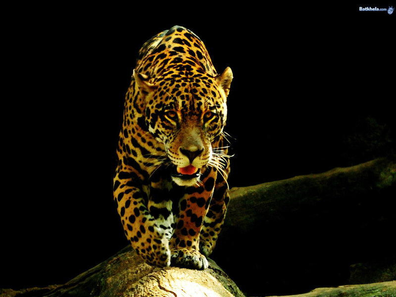 Leopard on a Log — Black