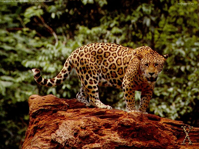 Leopard on a Log — Brown, Alert, Afternoon