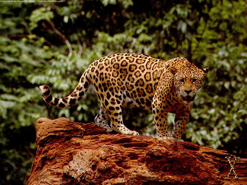 Leopard on a Log — Brown, Alert, Photograph, Forest