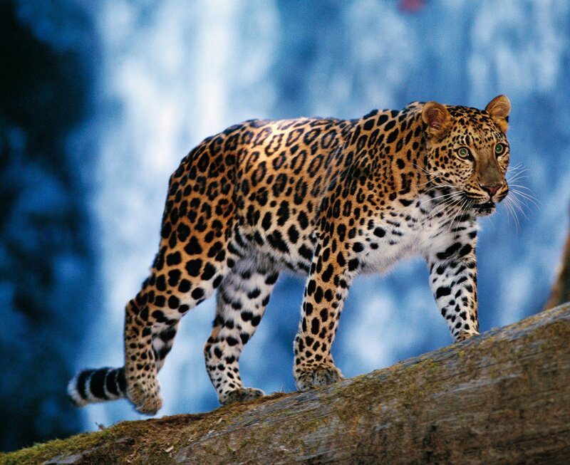 Leopard on a Log — Brown, Alert, Photograph