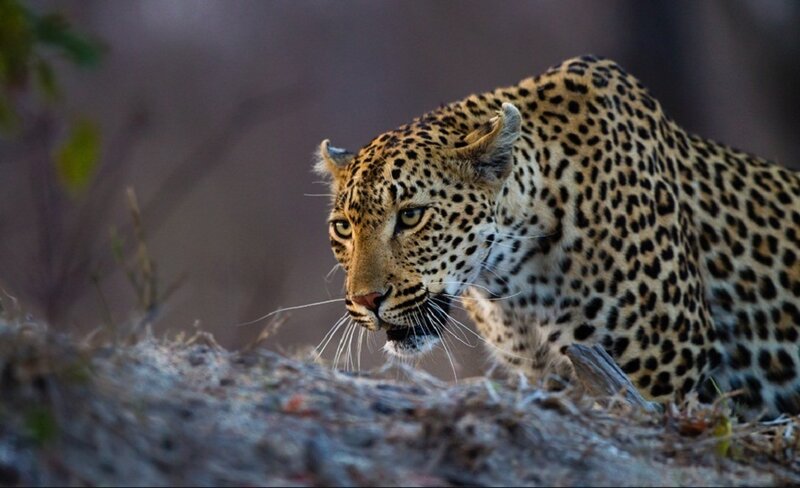Leopard on a Log — Brown, Alert