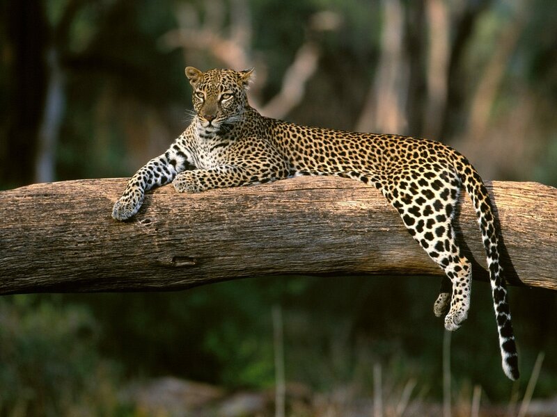 Leopard on a Log — Brown, Calm, Afternoon, Photograph, Forest