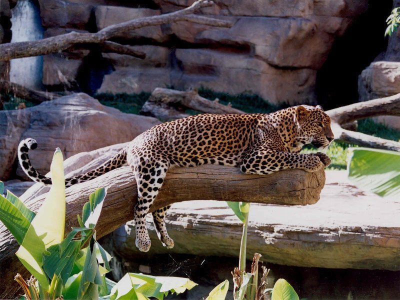 Leopard on a Log — Brown, Calm, Afternoon, Photograph, Plants