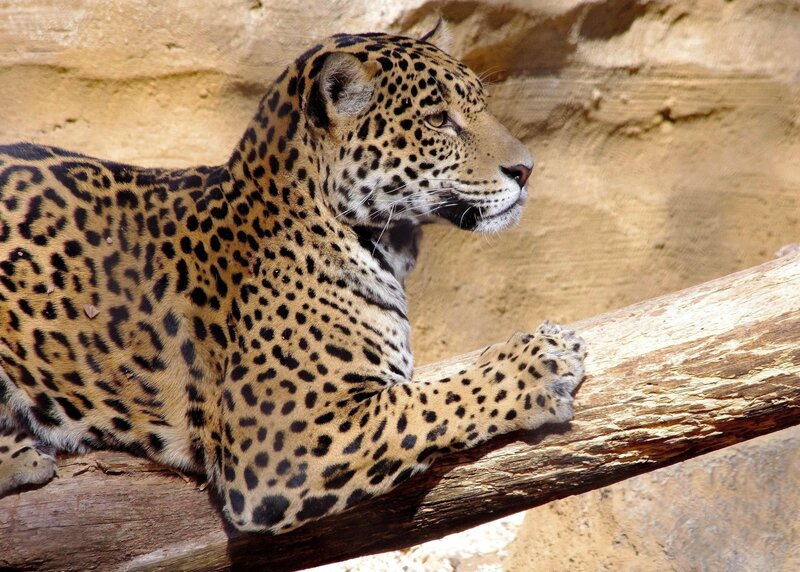 Leopard on a Log — Brown, Calm, Afternoon, Photograph, Rock Wall
