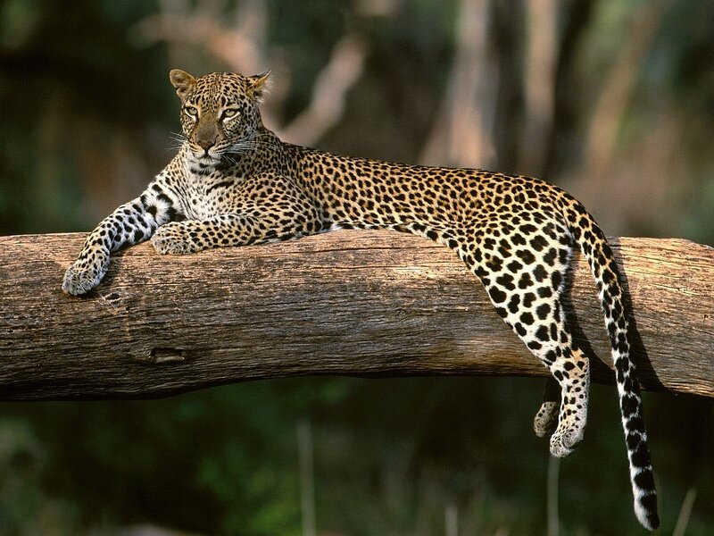 Leopard on a Log — Brown, Calm, Afternoon, Photograph