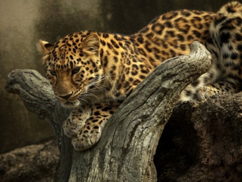 Leopard on a Log — Brown, Calm, Photograph, Rock