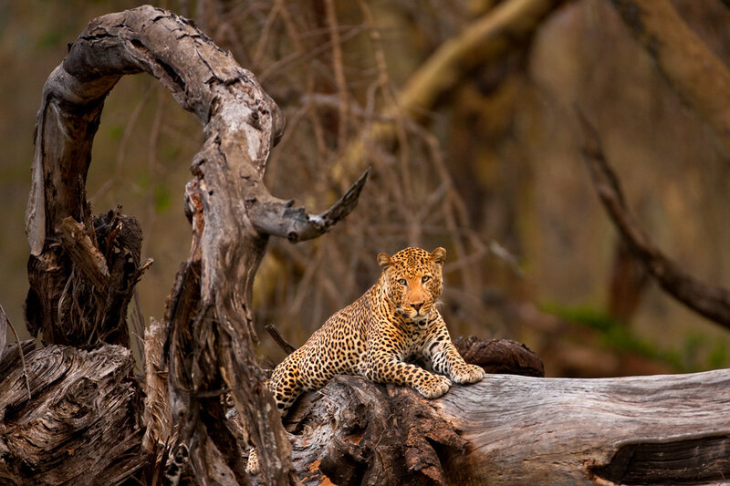 Leopard on a Log — Brown, Calm, Photograph
