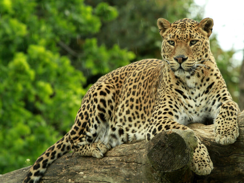 Leopard on a Log — Brown, Calm, Photograph, Trees