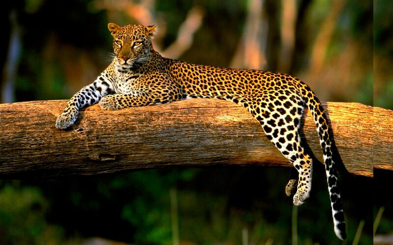 Leopard on a Log — Brown, Calm