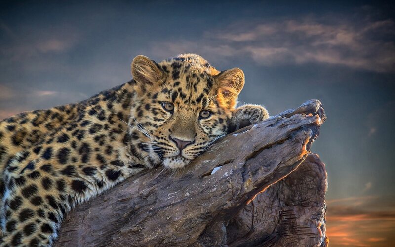 Leopard on a Log — Brown, Dramatic