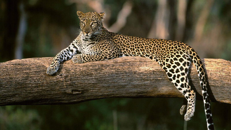 Leopard on a Log — Brown