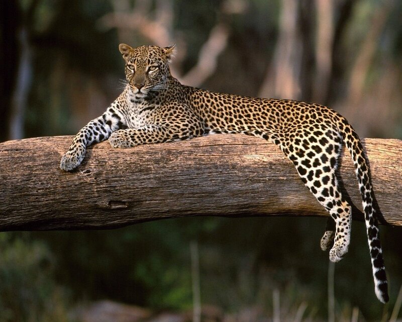 Leopard on a Log — Calm