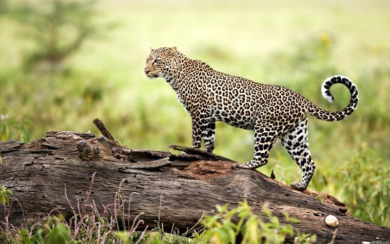 Leopard on a Log — Green, Alert, Afternoon, Photograph