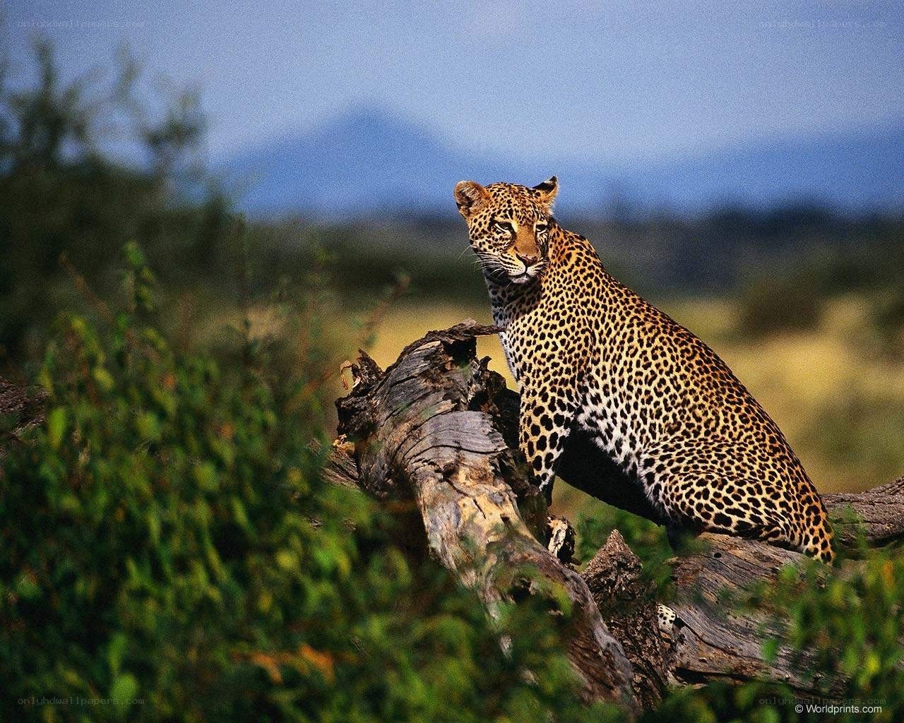 Leopard on a log in savanna