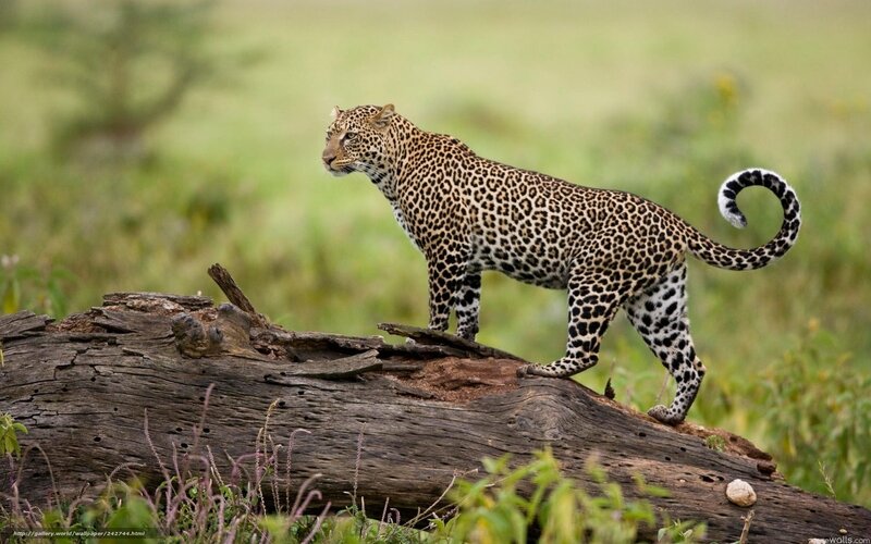 Leopard on a log in savanna