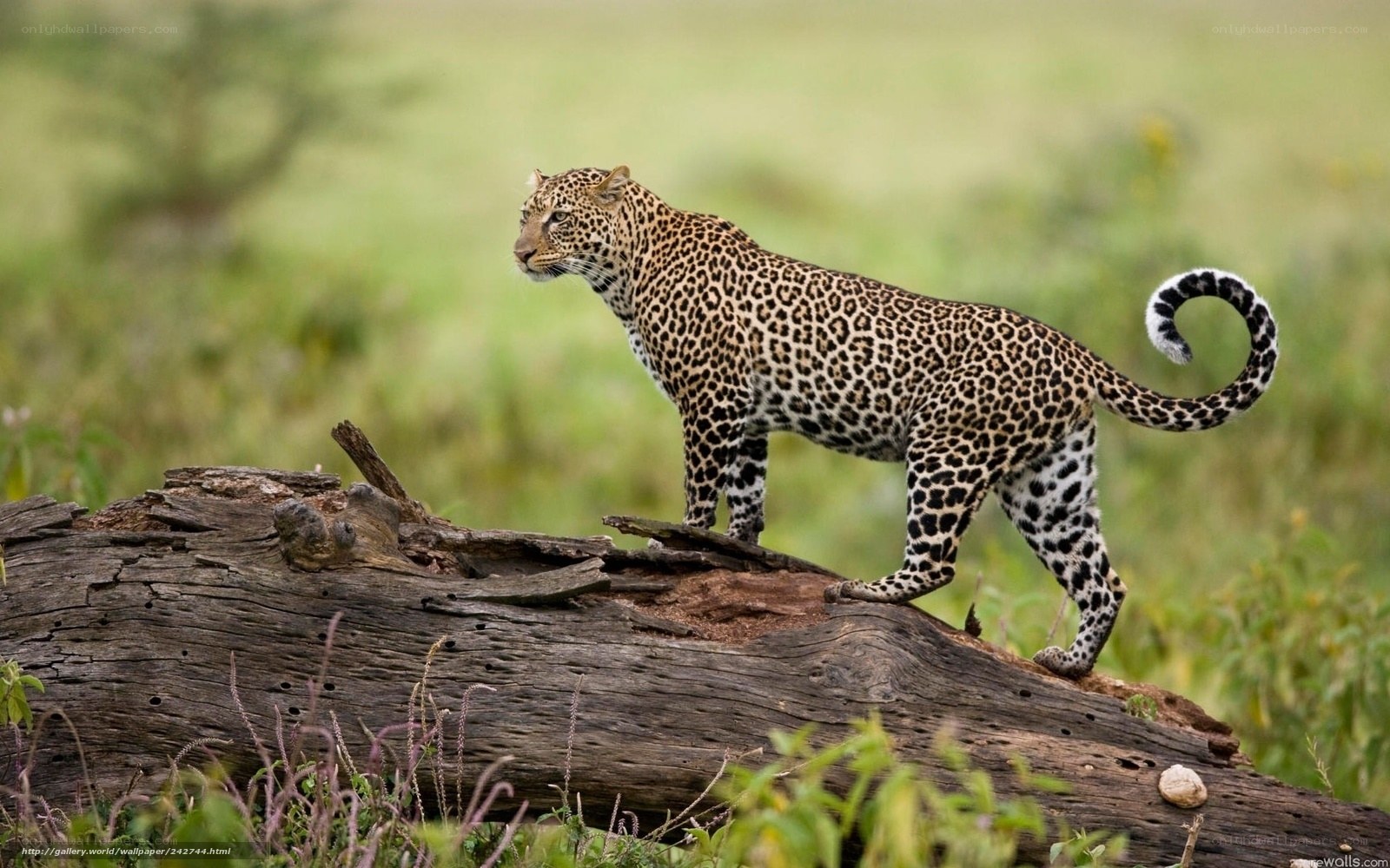 Leopard on a log in savanna