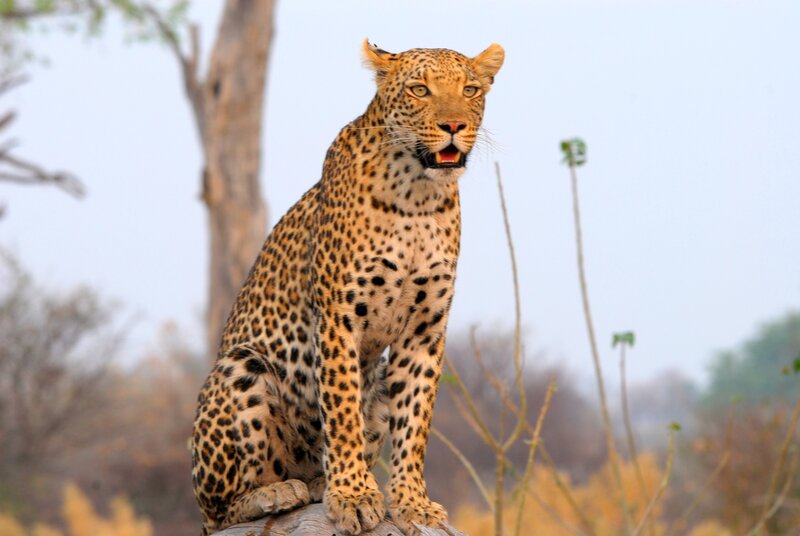 Leopard on a Log — Yellow