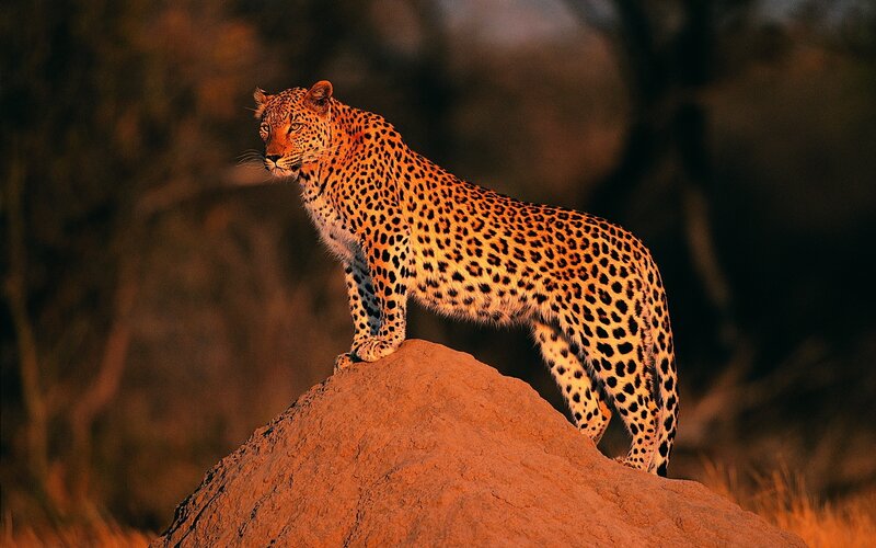 Leopard on a mound