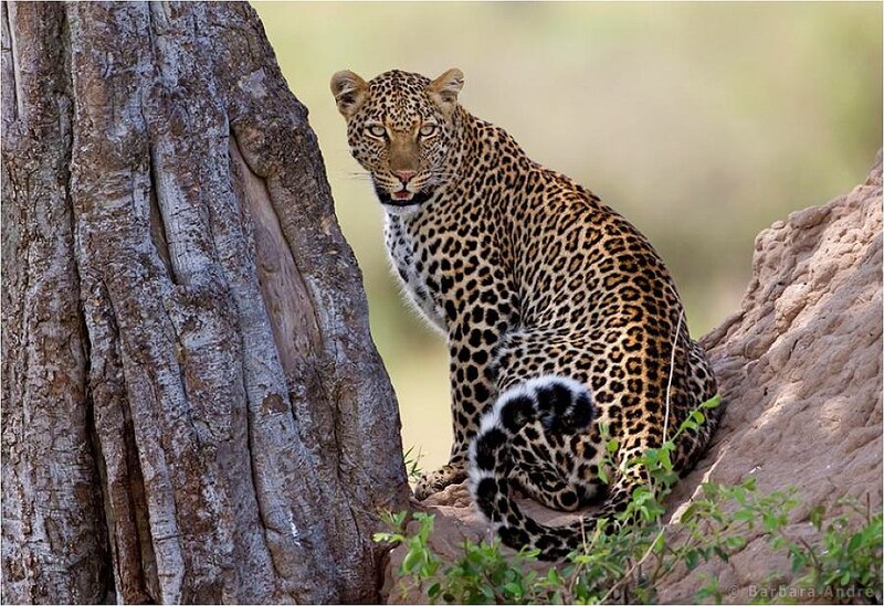 Leopard on a rock