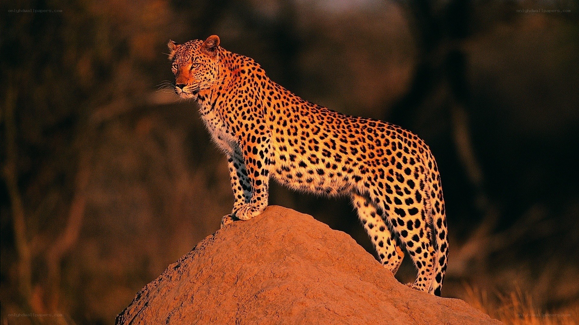 Leopard on a rock at sunset