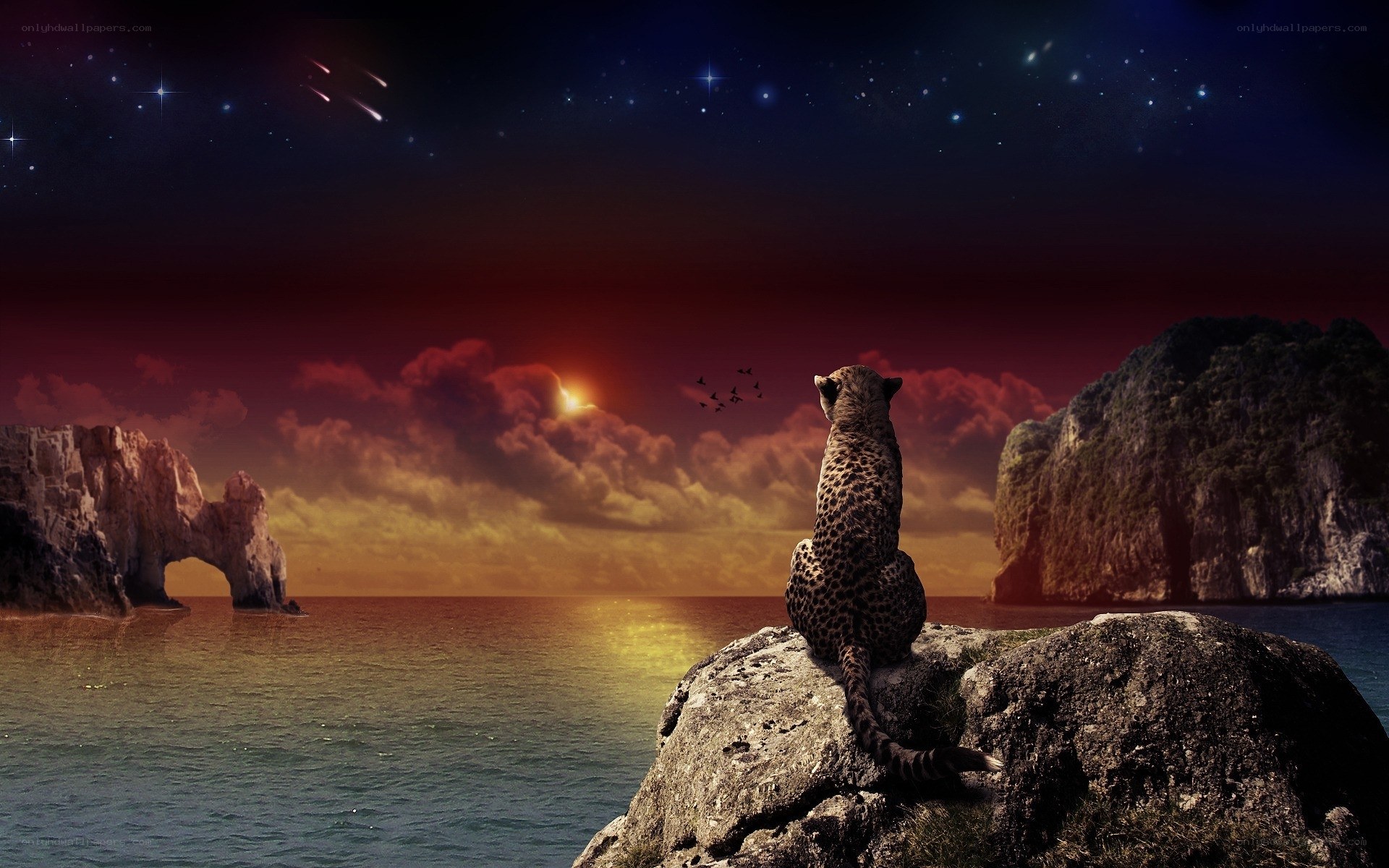 Leopard on a rock at sunset