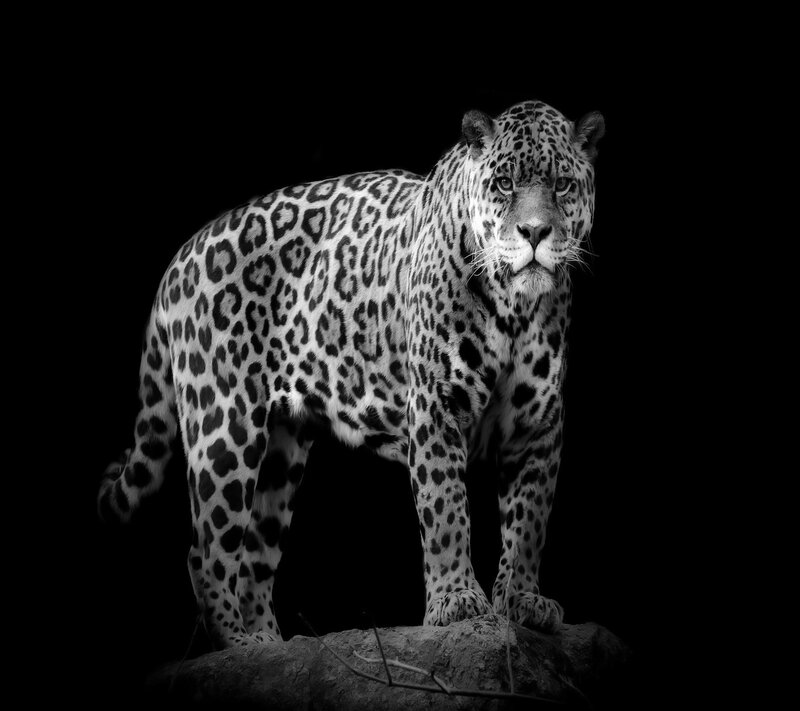 Leopard on a Rock — Black, Dramatic