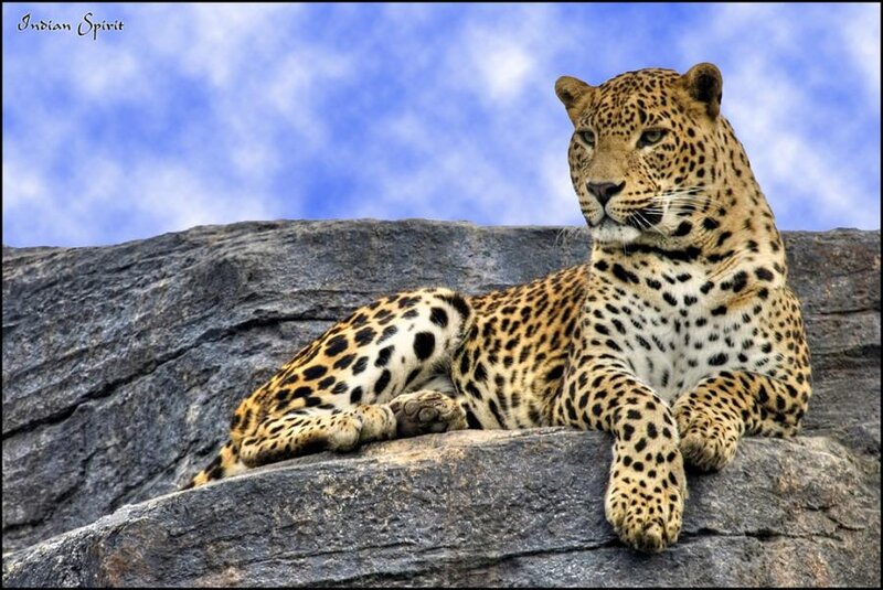 Leopard on a Rock — Blue, Calm