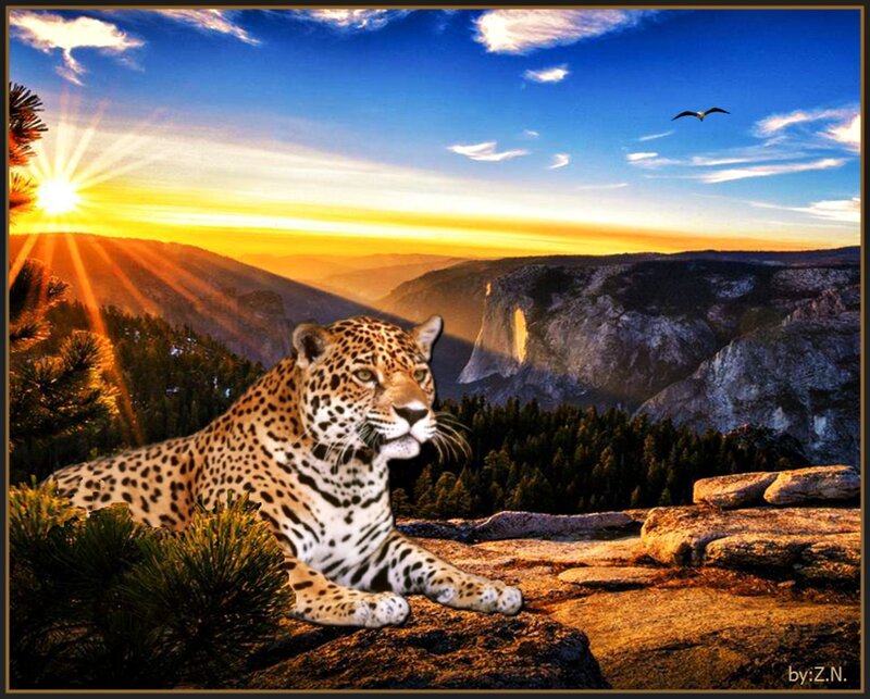 Leopard on a Rock — Blue, Dramatic, Sunrise