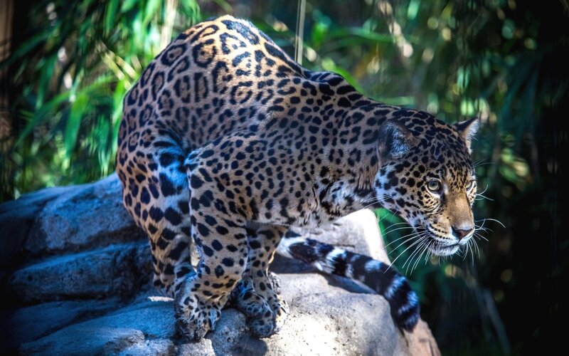 Leopard on a Rock — Brown, Alert, Afternoon, Photograph, Forest