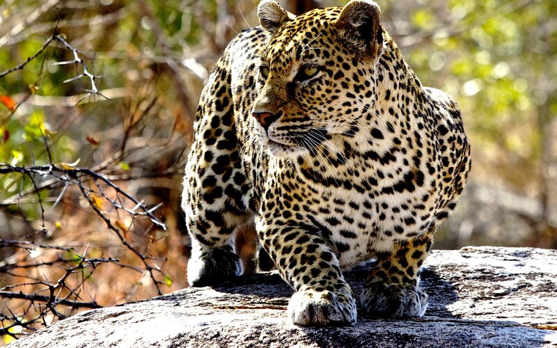 Leopard on a Rock — Brown, Alert, Afternoon, Photograph
