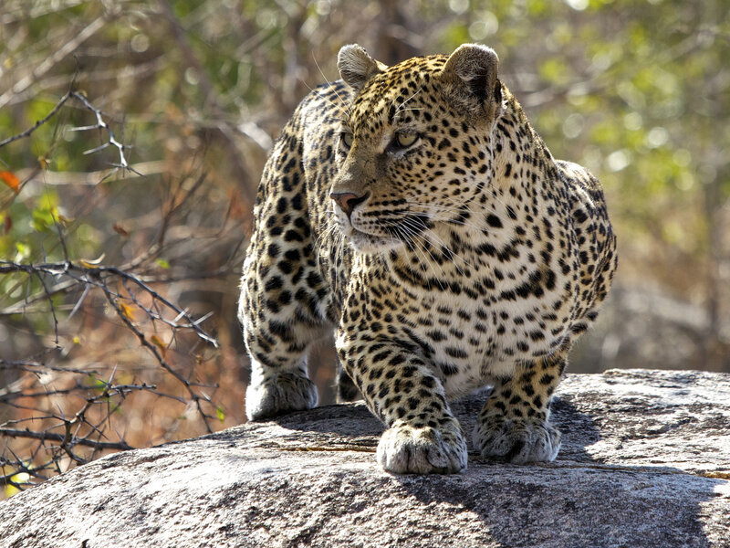 Leopard on a Rock — Brown, Alert, Afternoon, Photograph, Trees