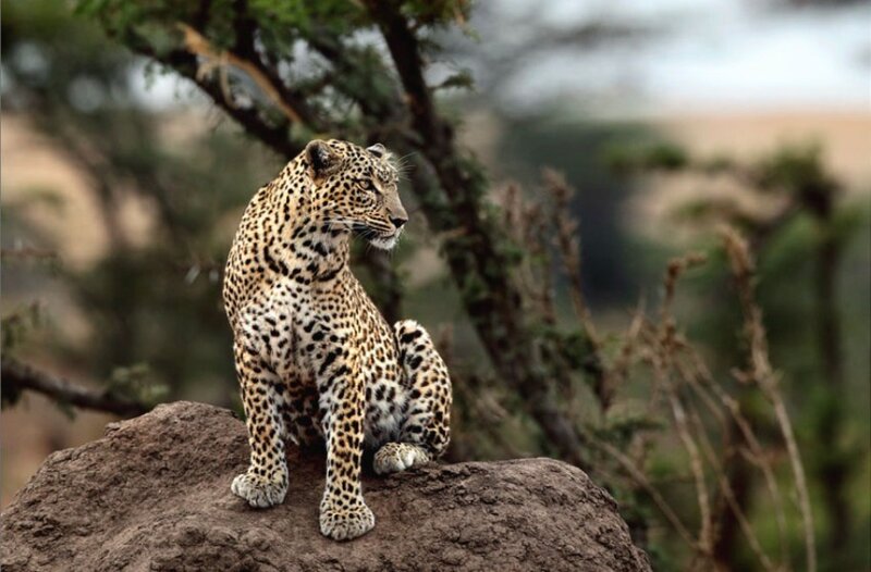 Leopard on a Rock — Brown, Alert, Afternoon
